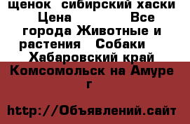 щенок  сибирский хаски › Цена ­ 12 000 - Все города Животные и растения » Собаки   . Хабаровский край,Комсомольск-на-Амуре г.